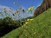 17 Primo tratto in falsopiano della linea tagliafuoco